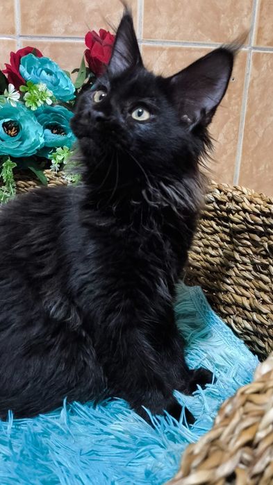 Настоящие ГИГАНТЫ- Мейн Куны