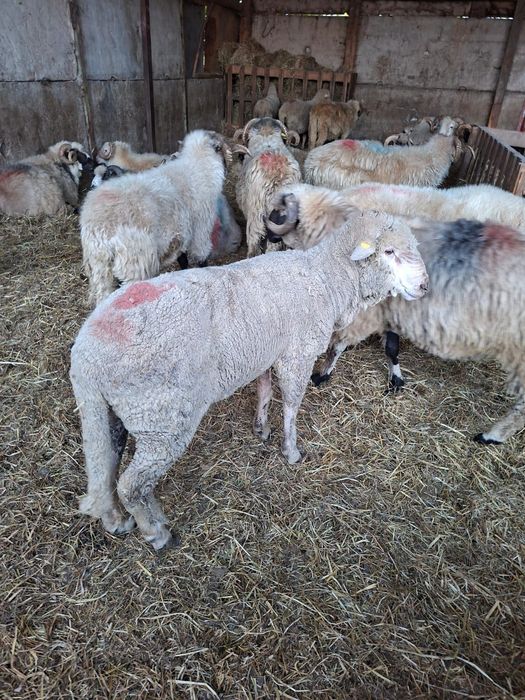 Berbeci merinos certificat origine