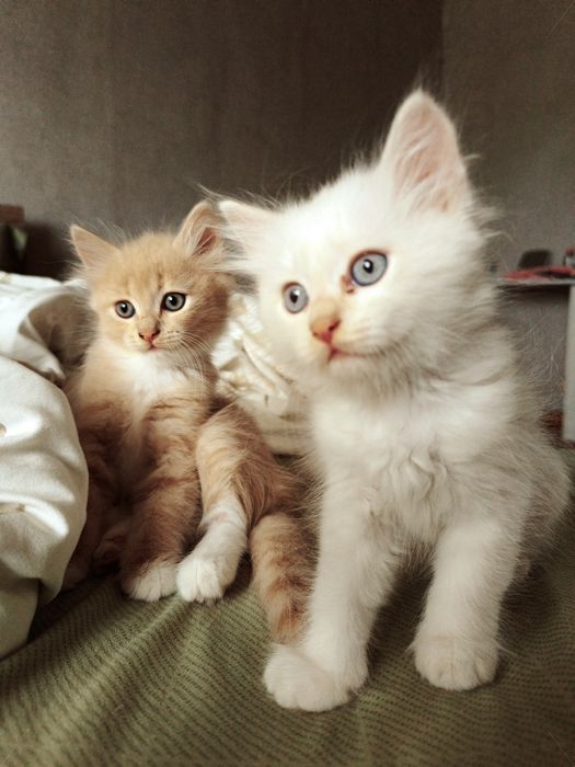 Маленькие Котята