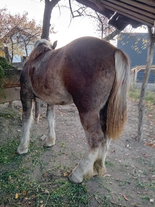 Mânză de vânzare de 1 an pe 26 !