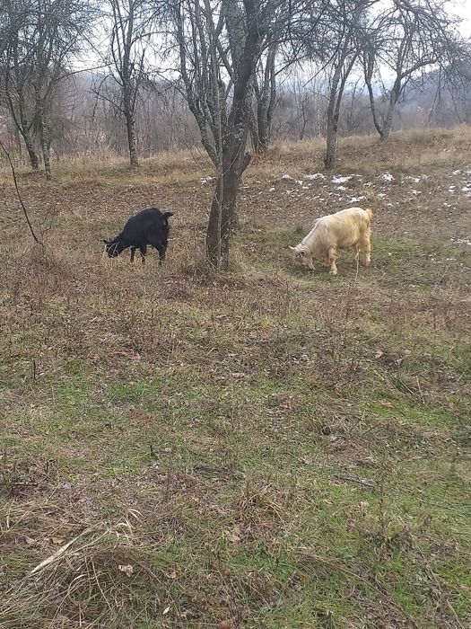 Vând capre gestante,de lapte