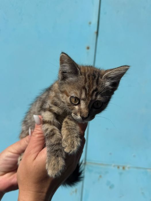 Отдам котят в хорошие руки