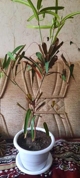 Продам цветок Кодиеум