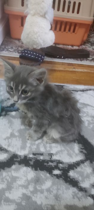 Котенок  пушистый