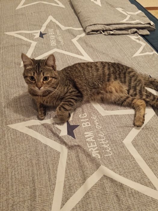 Отдам котенка в хорошие руки, к лотку приучен, в еде не прихотлив