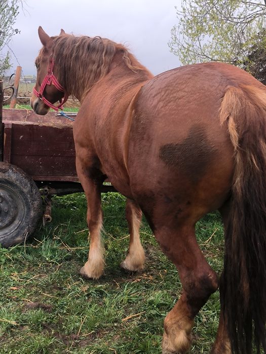 De vânzare mânză de trei ani