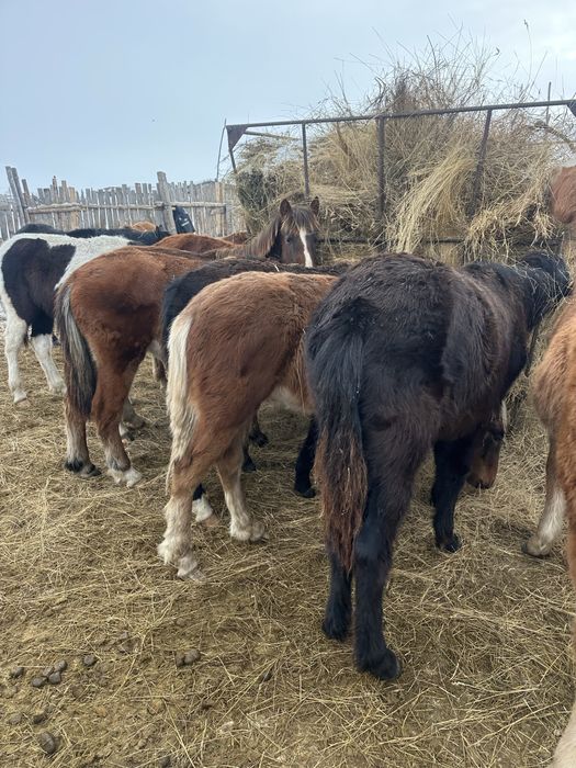 На продажу жеребята 2025