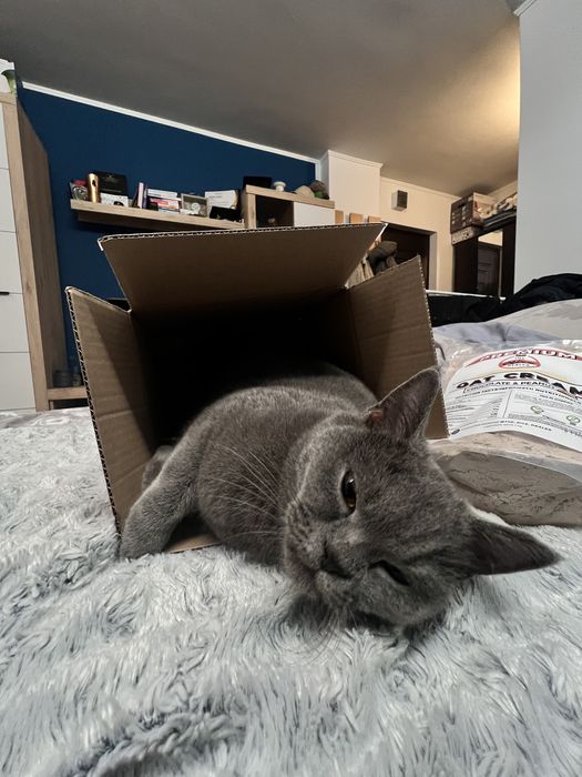 Luna -British short-hair