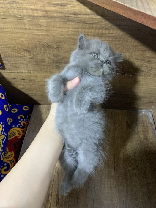 Mushuklar sotiladi Skotish fold