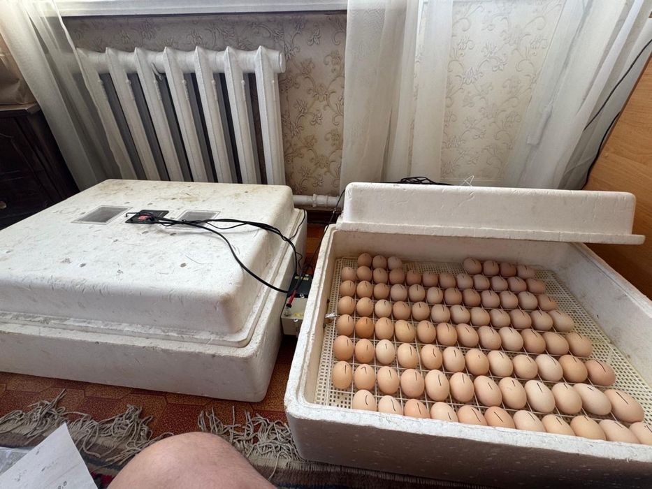 Инкубационное яйцо