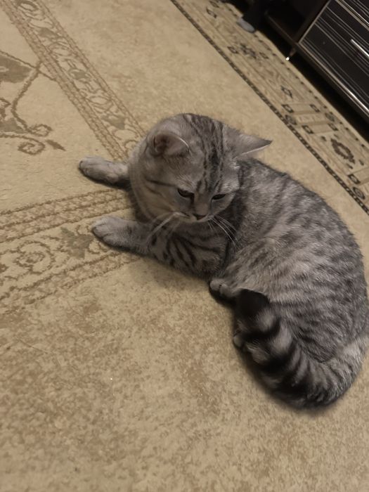 Ищем кошку для кота