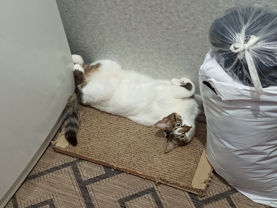Отдам кошку в добрые руки