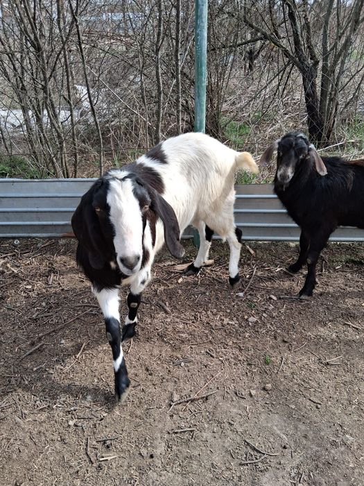 Țapi și iezi anglonubieni