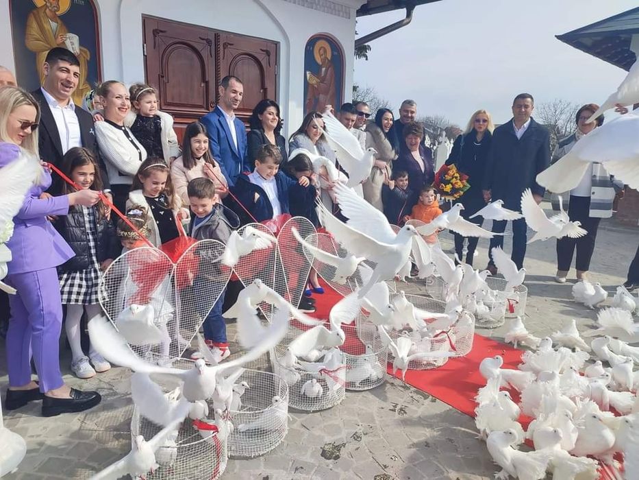 Închiriere porumbei albi pentru nunti, botezuri și alte evenimente,