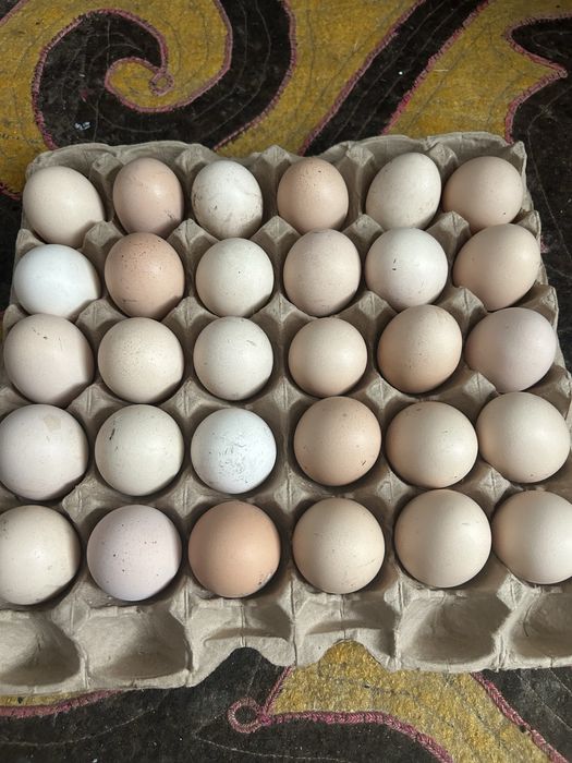 Инкубационные яйца