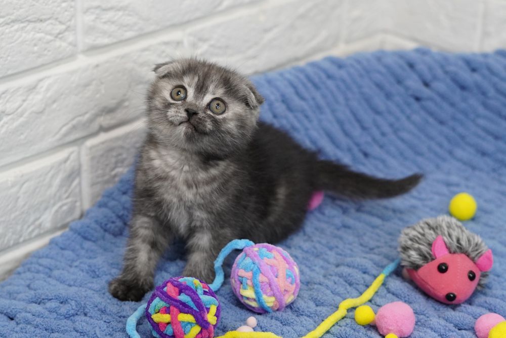 Шотландские  котята*
