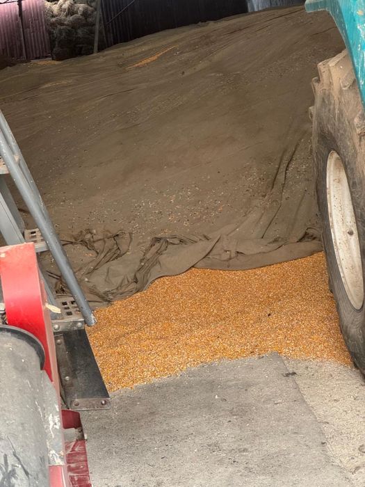 Кукуруза зерно 2025