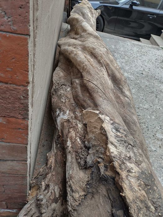 Trunchi/ buștean jugastru creț