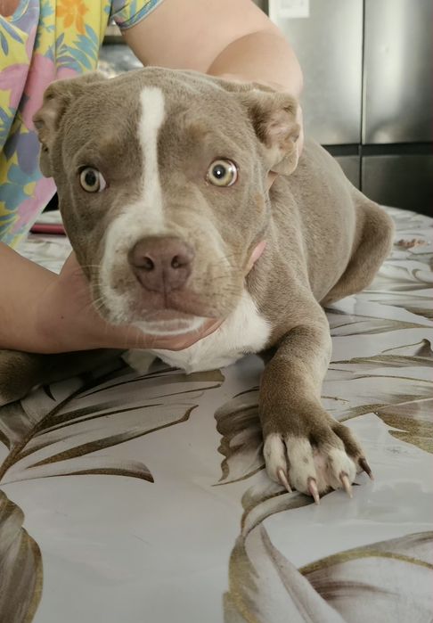 Продам девочку американский булли