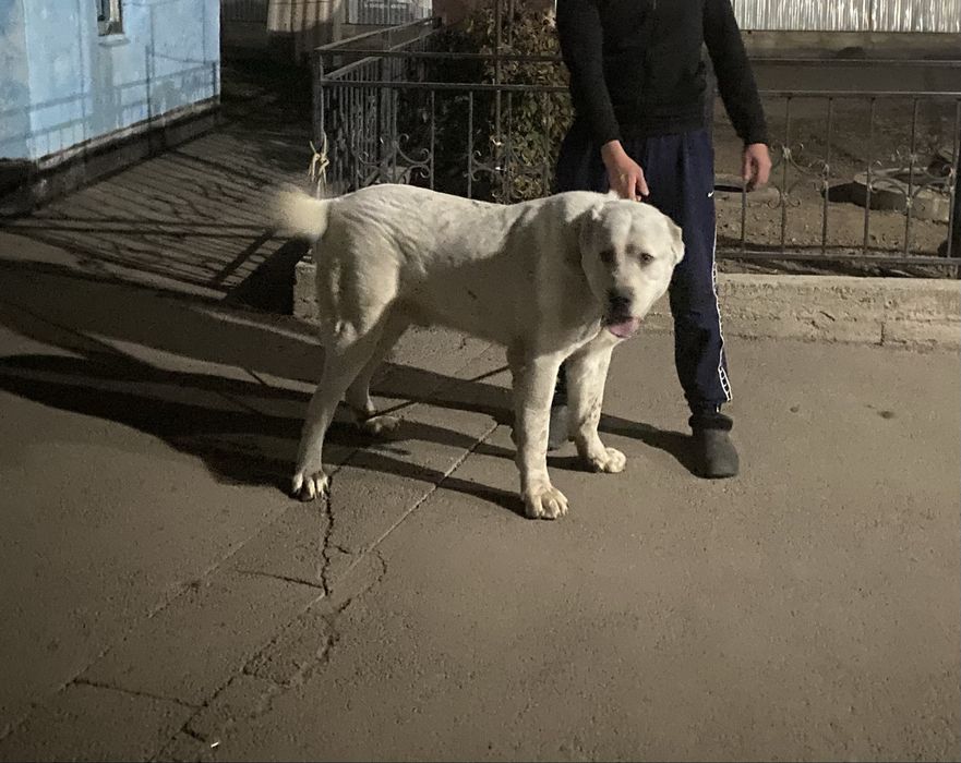 Продам алабай сао