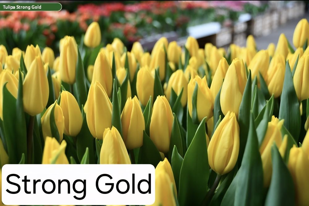 Тюльпаны к 8 марта оптом и в розницу!