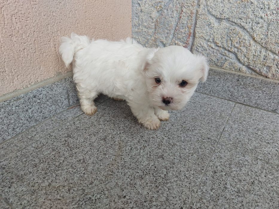 Bichonel maltez talie mica