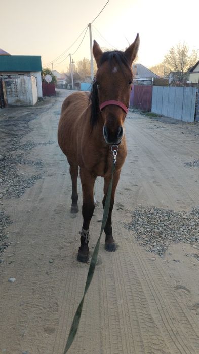 Еркек жылкы сатылады жуас мініс біледі