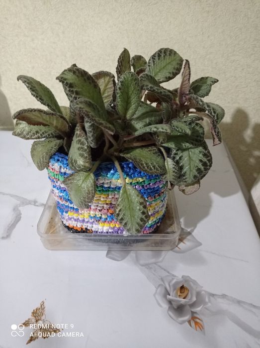 Увлечения,хобби ,цветы комнатные.