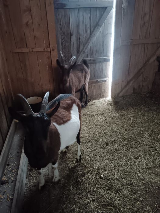 Vand sau schimb capre