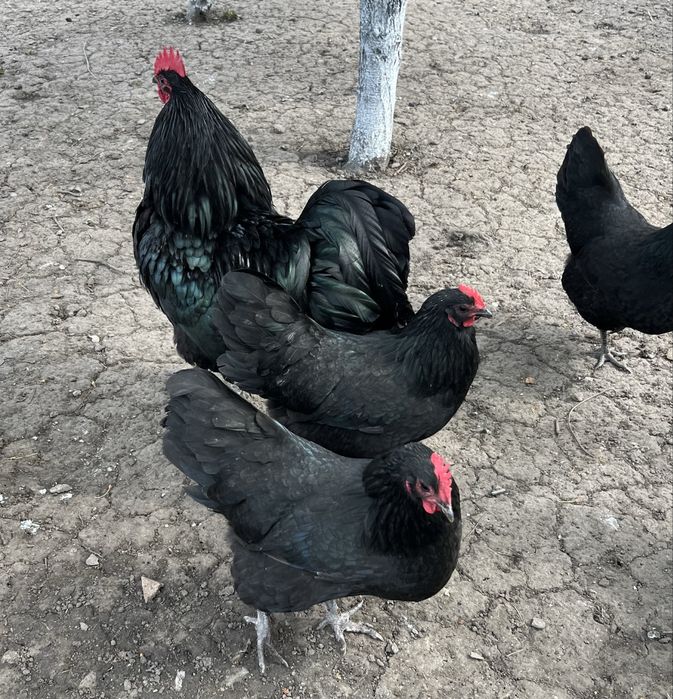 Cocoși Australorp Negru