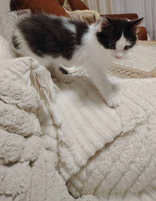 Отдам котёнка в добрые руки
