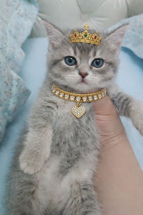 Продается британский котенок