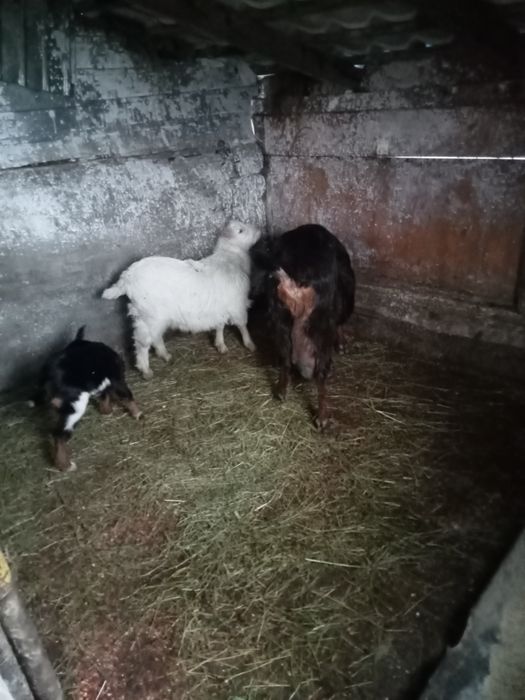 Schimb  cu rate lesesti ssu romanesti capră bună de lapte cu iadă și u