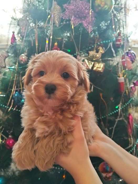 Продам мальтипу мини мальчик