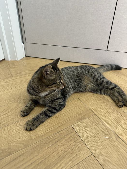 Кошечка в добрые руки