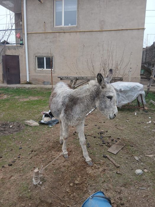 Ешек сатылады Ургашы Мінгір