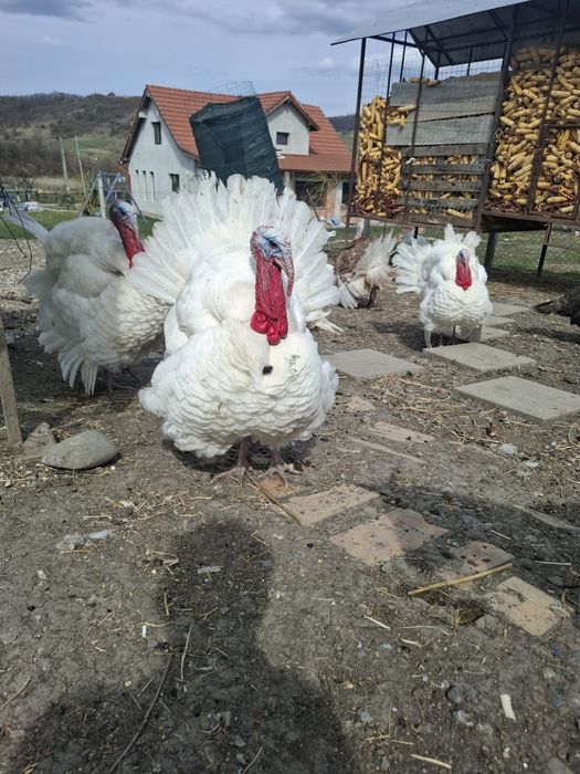 Curcani Românești (3 Albi, 1 Cafeniu) – Schimb de sânge sau Vânzare