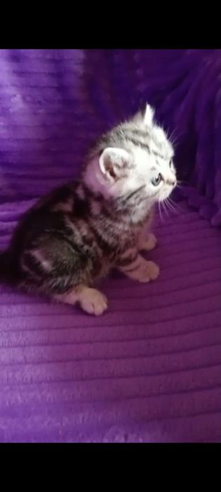 Открыта бронь на котят страйтов.