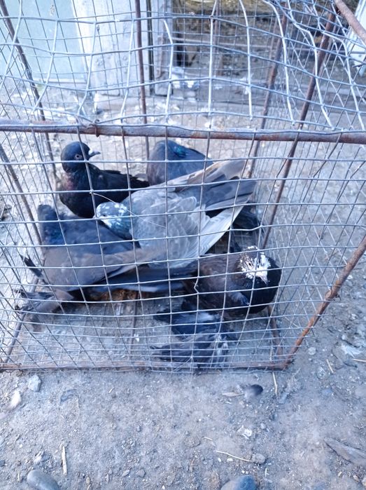 Голуби гульсары молодежь