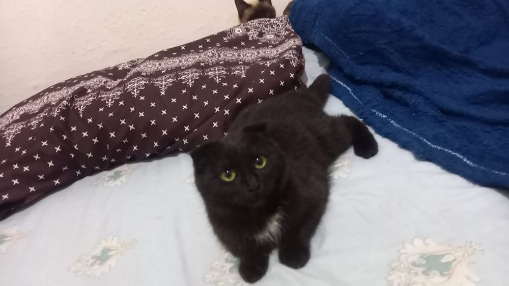 Срочно продам кошку