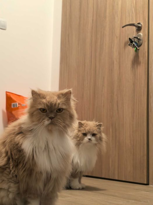 Две мъжки котенца персийско-ангорски