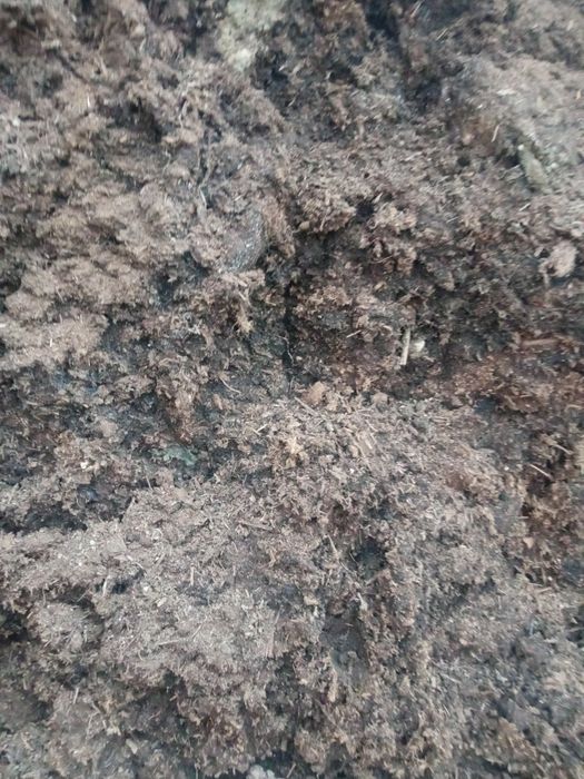 Optom qizil miya + chirdiladan tayirlangan Torf