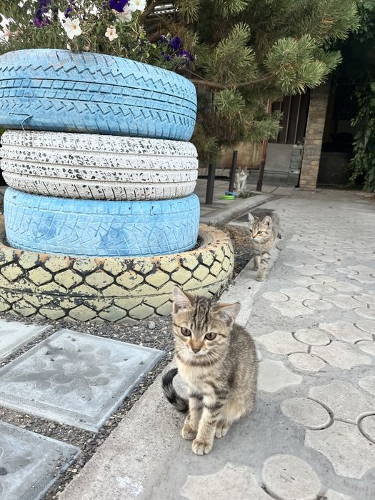 Котёнок-девочка ищет любящую семью