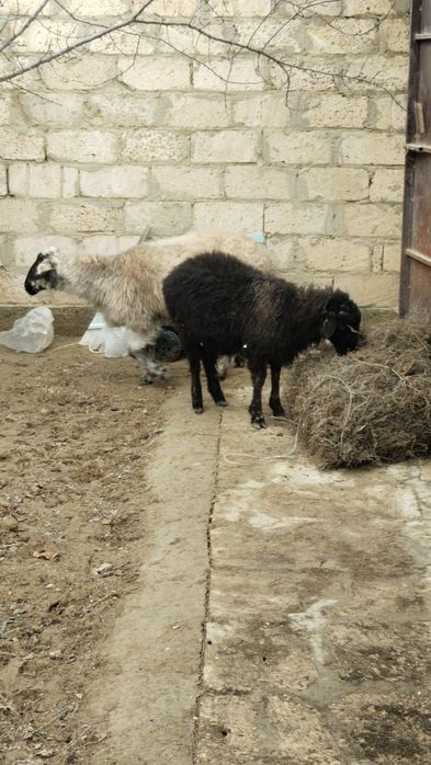 Екі қой бар ақ қара