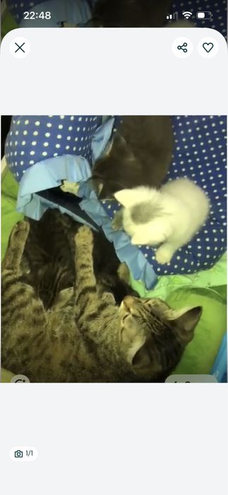 Котята Бесплатно