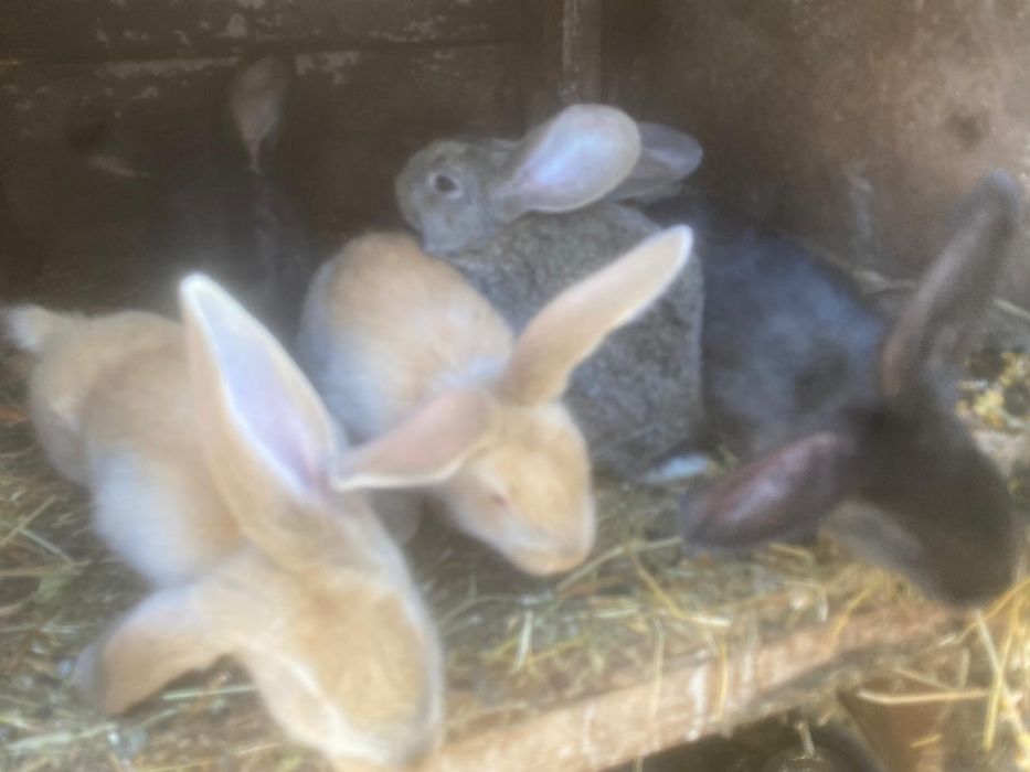 Vand iepuri metis urias de transilvania cu berbec german