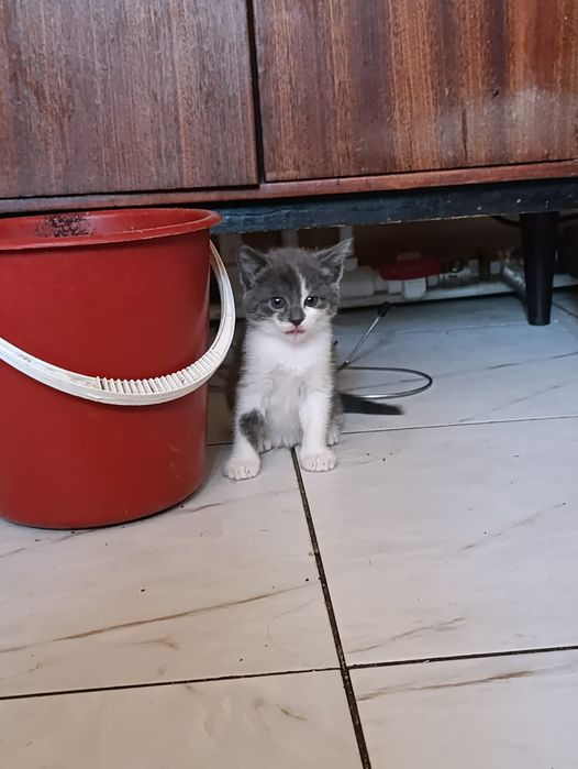 Котята бесплатно