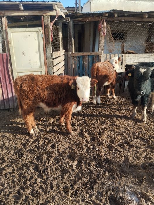 Семиз еркек баспактар