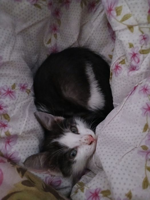 Отдам кошку в добрые руки