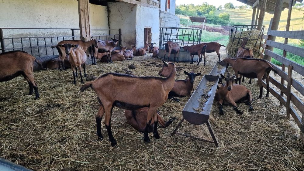 Capre alpine franceze cu pedigree oferta